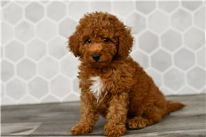 Gracie - Goldendoodle, Mini for sale
