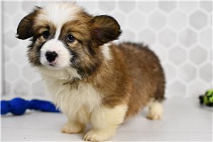 Dora - Corgi, Pembroke Welsh for sale