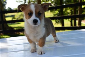 June - Pembroke Welsh Corgi for sale