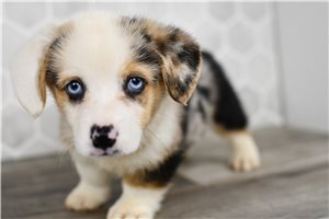 Aston - Corgi, Pembroke Welsh for sale