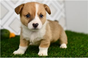 Jacob - puppy for sale