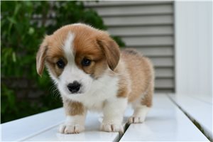 Emerson - puppy for sale