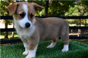 June - Pembroke Welsh Corgi for sale