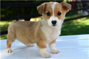 Jolene - Pembroke Welsh Corgi for sale