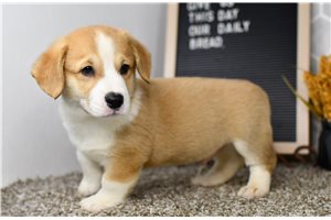 Rowan - puppy for sale