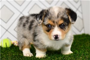 Aubrey - puppy for sale
