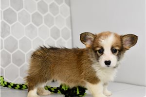 Destiny - Corgi, Pembroke Welsh for sale