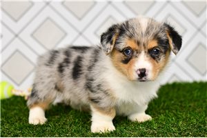 Aubrey - Corgi, Pembroke Welsh for sale