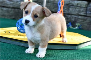 Jolene - Pembroke Welsh Corgi for sale