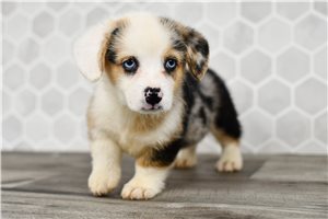 Aston - Corgi, Pembroke Welsh for sale