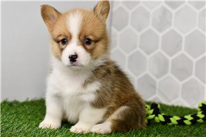 Delta - puppy for sale