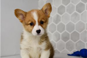 Delta - Corgi, Pembroke Welsh for sale