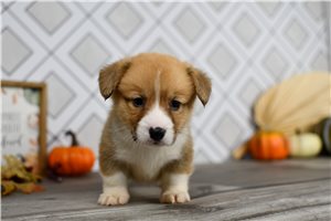 Robert - puppy for sale