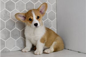 Elena - Corgi, Pembroke Welsh for sale