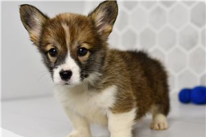 Dasha - Corgi, Pembroke Welsh for sale