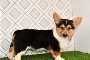 Auburn - Corgi, Pembroke Welsh for sale