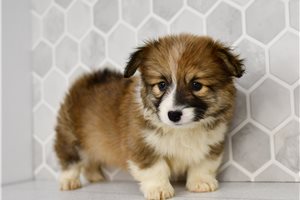 Diana - Corgi, Pembroke Welsh for sale
