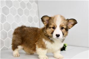 Darlene - puppy for sale