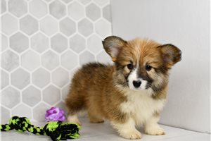 Diana - Corgi, Pembroke Welsh for sale