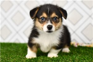 Auggie - puppy for sale