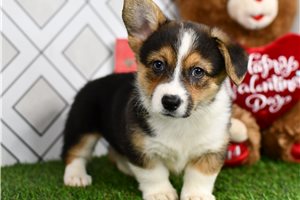 Anna - Corgi, Pembroke Welsh for sale