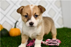 Jade - puppy for sale