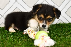 Auggie - Corgi, Pembroke Welsh for sale