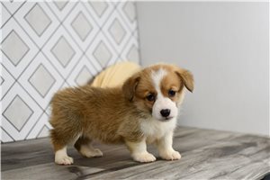 Ruth - puppy for sale