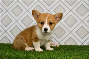 Everly - Corgi, Pembroke Welsh for sale