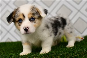 Auburn - Corgi, Pembroke Welsh for sale