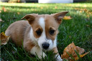 June - Pembroke Welsh Corgi for sale