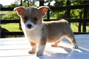 Jackie - Pembroke Welsh Corgi for sale