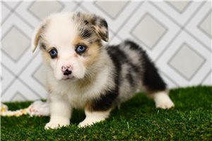 Aston - puppy for sale