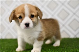 Elena - Corgi, Pembroke Welsh for sale