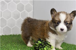 Dynamo - puppy for sale