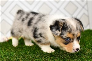 Aubrey - Corgi, Pembroke Welsh for sale