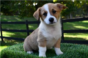 June - Pembroke Welsh Corgi for sale