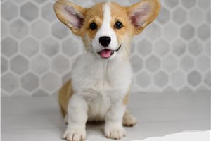 Elena - Corgi, Pembroke Welsh for sale