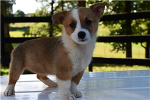 June - Pembroke Welsh Corgi for sale