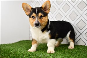 Auburn - Corgi, Pembroke Welsh for sale