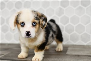 Aston - Corgi, Pembroke Welsh for sale
