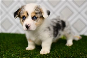Auburn - Corgi, Pembroke Welsh for sale