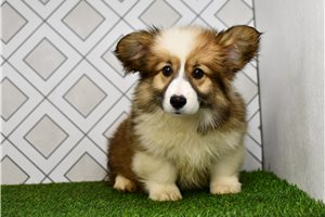 Dora - puppy for sale