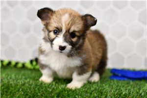 Diana - puppy for sale