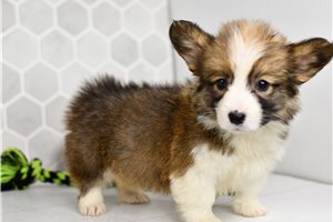 Dynamo - Corgi, Pembroke Welsh for sale