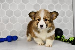 Darlene - Corgi, Pembroke Welsh for sale