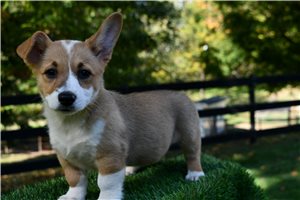 Jade - Pembroke Welsh Corgi for sale