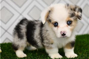 Aston - Corgi, Pembroke Welsh for sale