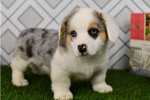 Aubrey - Corgi, Pembroke Welsh for sale