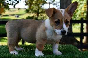 Jade - Pembroke Welsh Corgi for sale